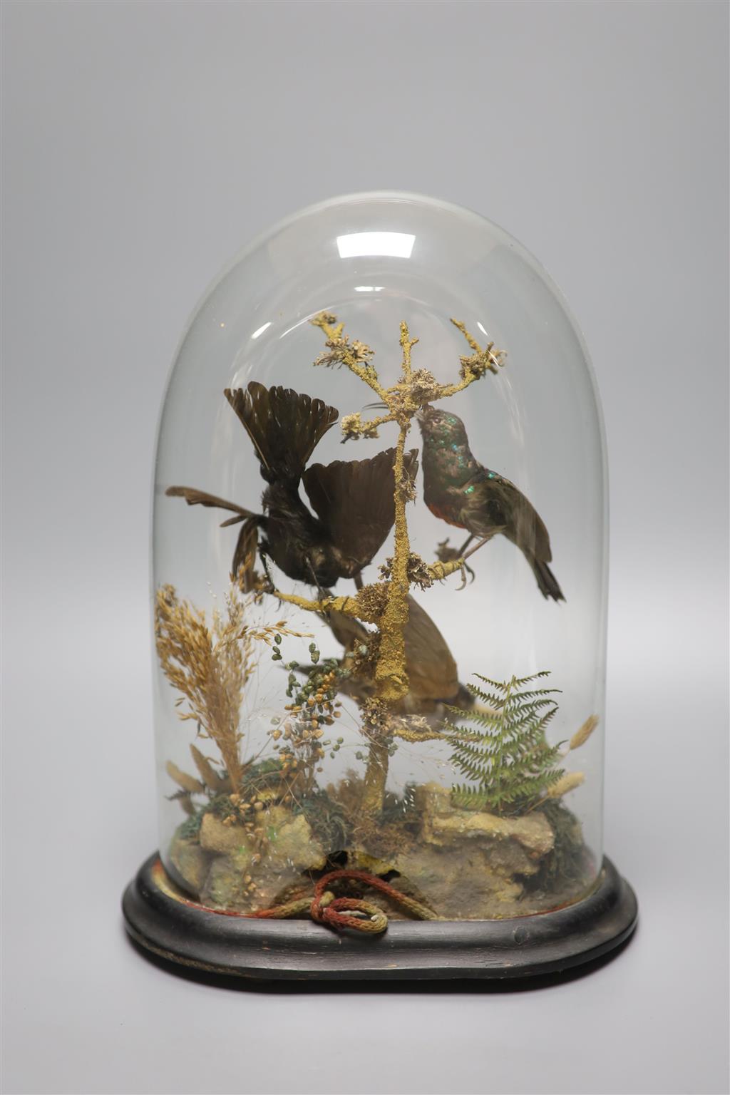 A taxidermic Humming birds group, under dome, overall 32cm